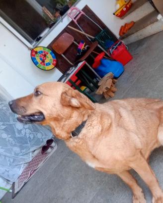 Cagnolona incrociata con Labrador