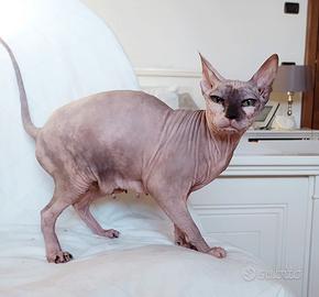 Sphynx adulta