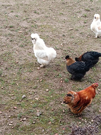 Gallo incrocio moroseta concicina