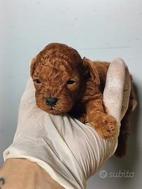 EROS barboncino genitori 23 cm ped ENCI