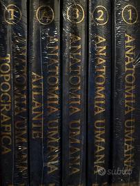 Anatomia anastasi