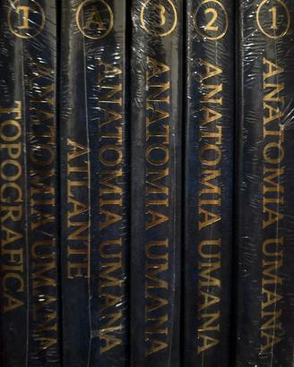 Anatomia anastasi
