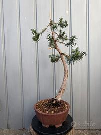 Tasso bonsai in vaso gres