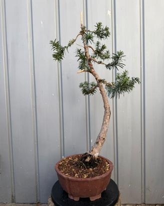 Tasso bonsai in vaso gres