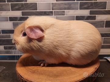 Cucciolo femmina cavia porcellino d'india