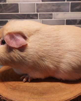 Cucciolo femmina cavia porcellino d'india