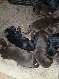 labrador chocolat e neri
