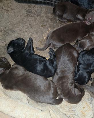 labrador chocolat e neri