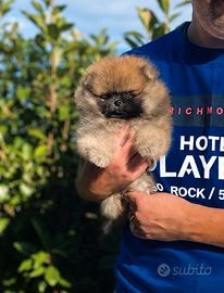 Cucciolo di Pomerania orange sable