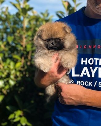 Cucciolo di Pomerania orange sable