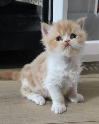 Cuccioli gatti persiani