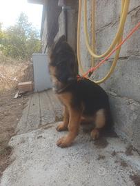 Cucciola pastore tedesco femmina
