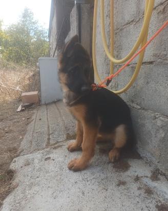 Cucciola pastore tedesco femmina