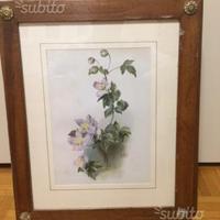 Cromolitografia colorata Clematis Montana Rubens