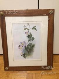 Cromolitografia colorata Clematis Montana Rubens