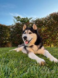 Siberian Husky