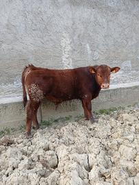 Torello Aberdeen Angus