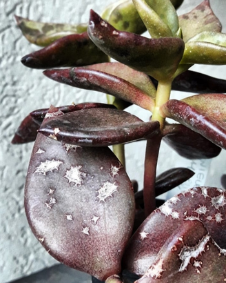 Lenophyllum reflexum piante grasse