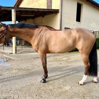 Cavalla Fattrice