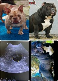 American bully femmina incinta