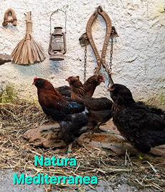 Gallo Galline uova 