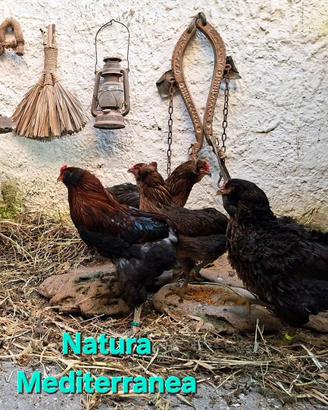 Gallo Galline uova 