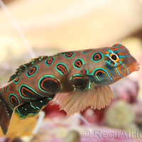 Pesce Marino Synchiropus pictoratus