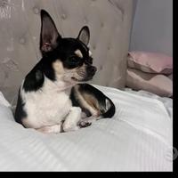 Chihuahua maschio per monta