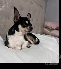 Chihuahua maschio per monta