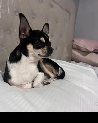 Chihuahua maschio per monta