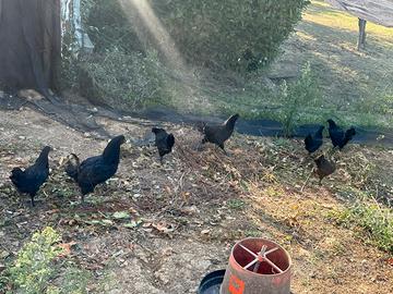 Ayam cemani