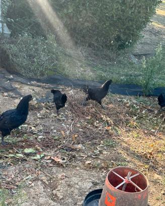 Ayam cemani