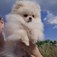 Spitz volpino di Pomerania