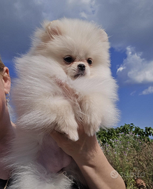 Spitz volpino di Pomerania