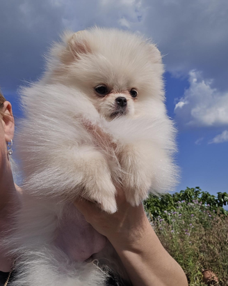 Spitz volpino di Pomerania