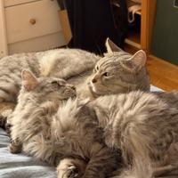 Mici di 4 anni meravigliosi