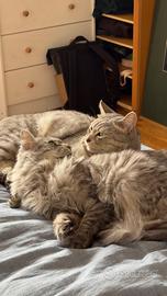 Mici di 4 anni meravigliosi