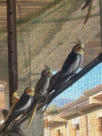 Cardelli nicocoriti,Kakariti, bengalini,Calopsite,