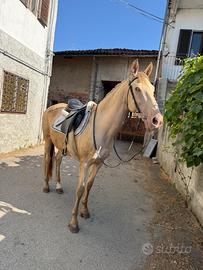 Cavallo
