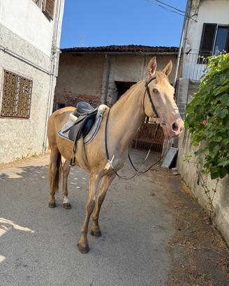 Cavallo