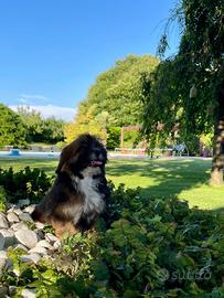 Cuccioli Lhasa Apso
