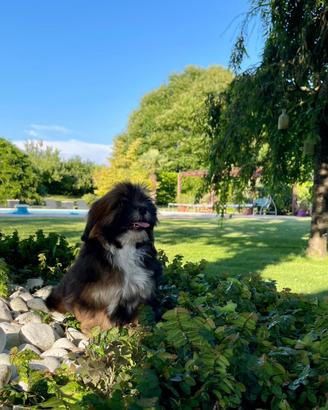 Cuccioli Lhasa Apso
