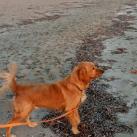 Incrocio Golden e Cocker