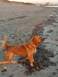 Incrocio Golden e Cocker