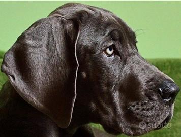 Cuccioli di alano nero altissima genealogia