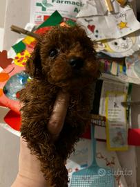 Barboncini mini tea cup età tre mesi fulvi e red