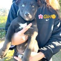 Tipo pit meticci morbidosi