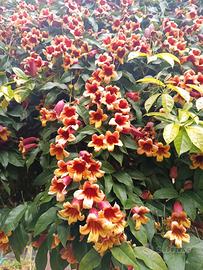 Bignonia bicolore 