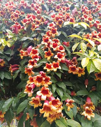 Bignonia bicolore 