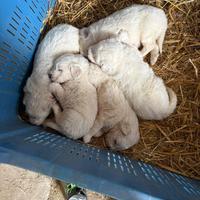 Cucciolo di maremmano
